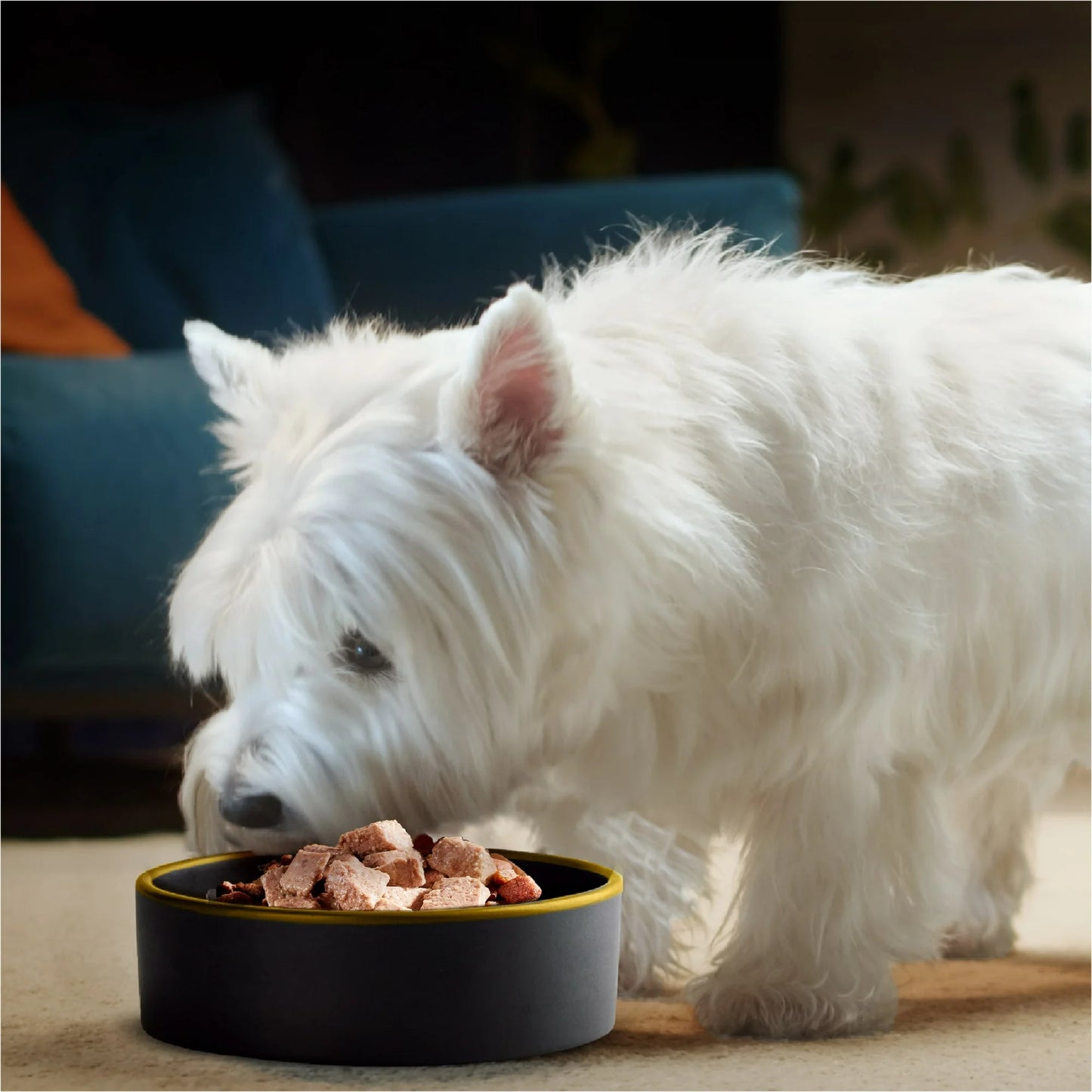 Cesar Select Filet Mignon