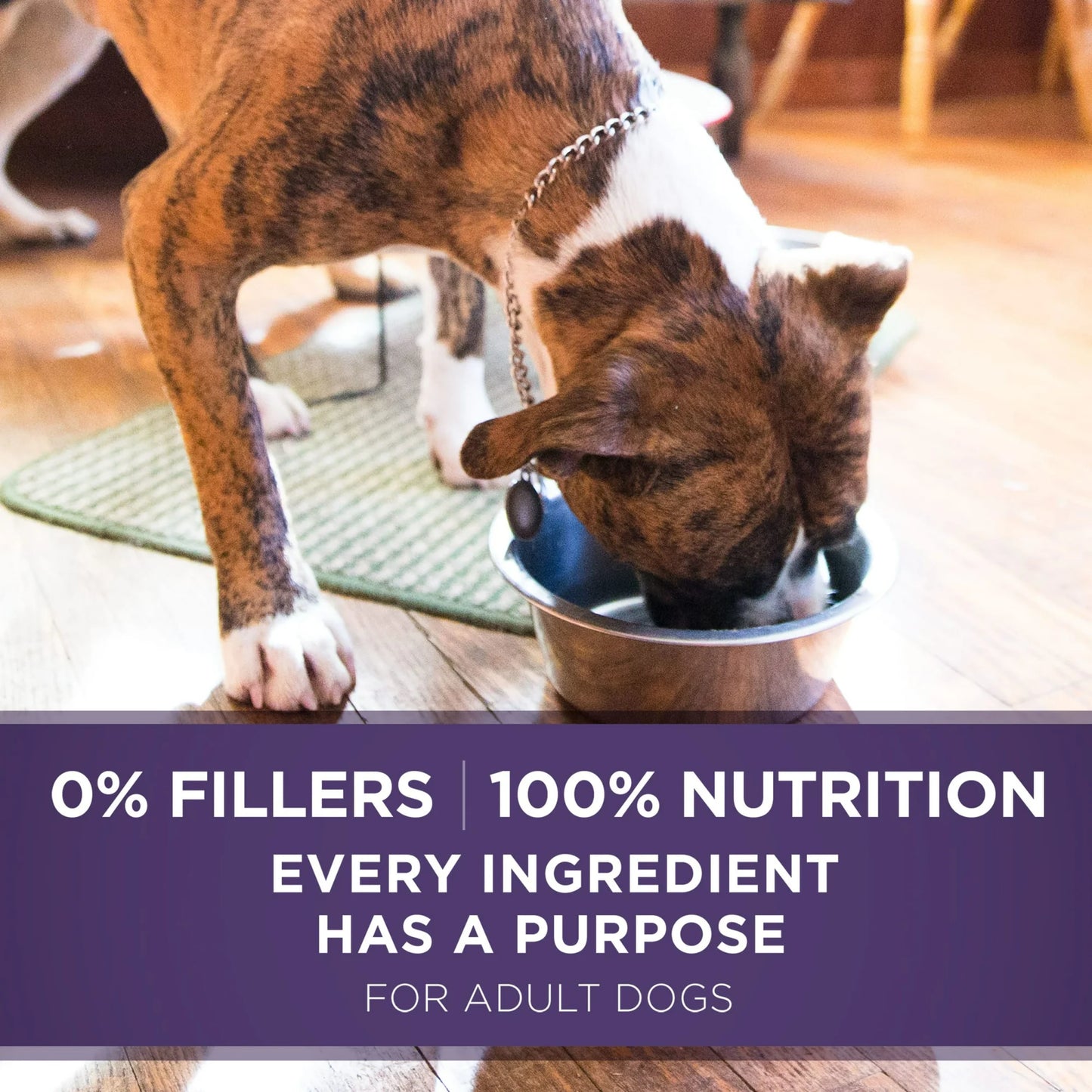 Purina ONE Plus Vibrant Maturity Wet Dog Food for Adults High Protein Turkey & Barley, 13 oz Can