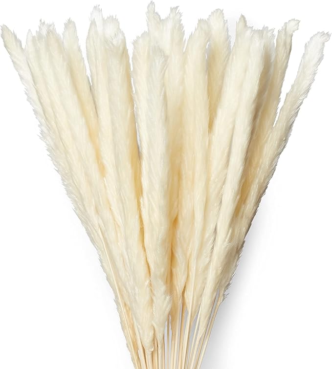 15 Stems White Pampas Grass – 23–24" Natural Dried Reed for Home & Wedding Decor