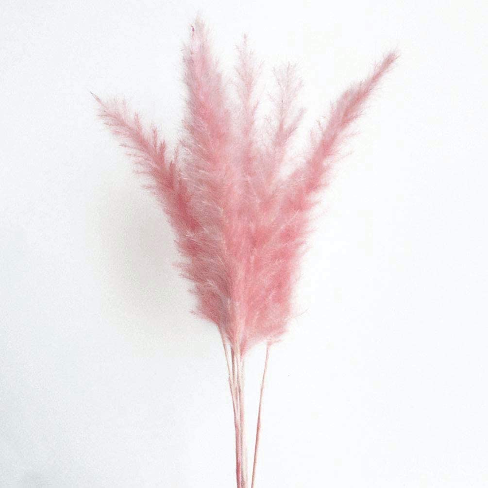 15 stems Pink Pampas Grass 20"-21"