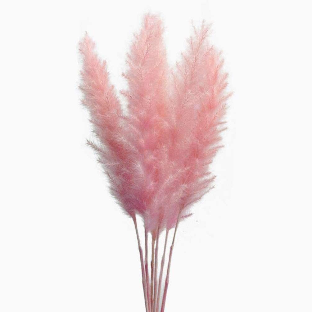 15 stems Pink Pampas Grass 20"-21"