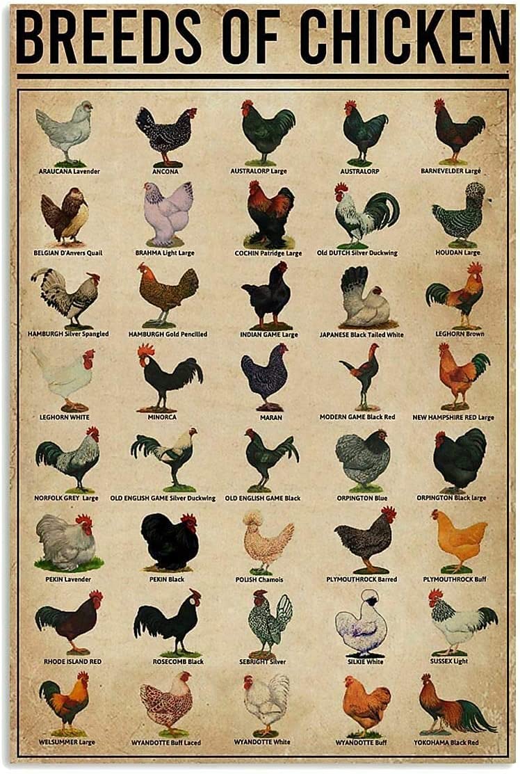 Breeds Of Chicken Tin Sign