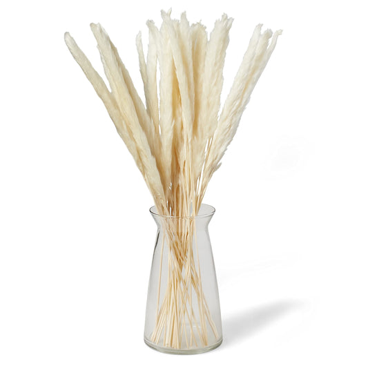 15 Stems White Pampas Grass – 23–24" Natural Dried Reed for Home & Wedding Decor