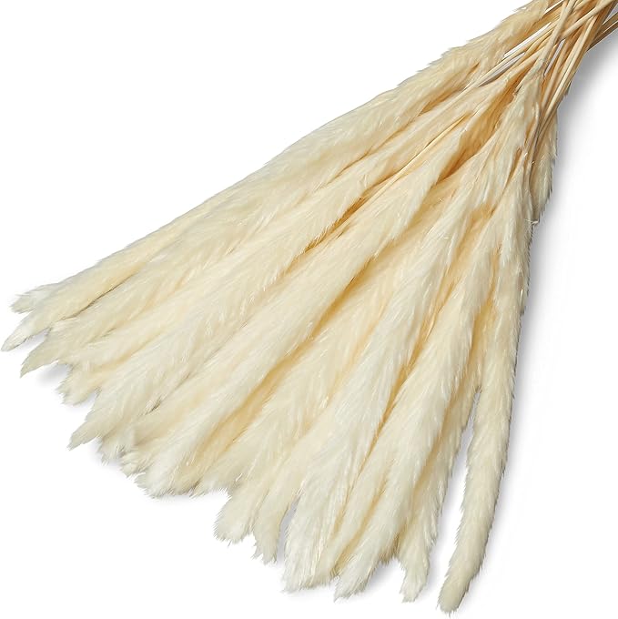 15 Stems White Pampas Grass – 23–24" Natural Dried Reed for Home & Wedding Decor