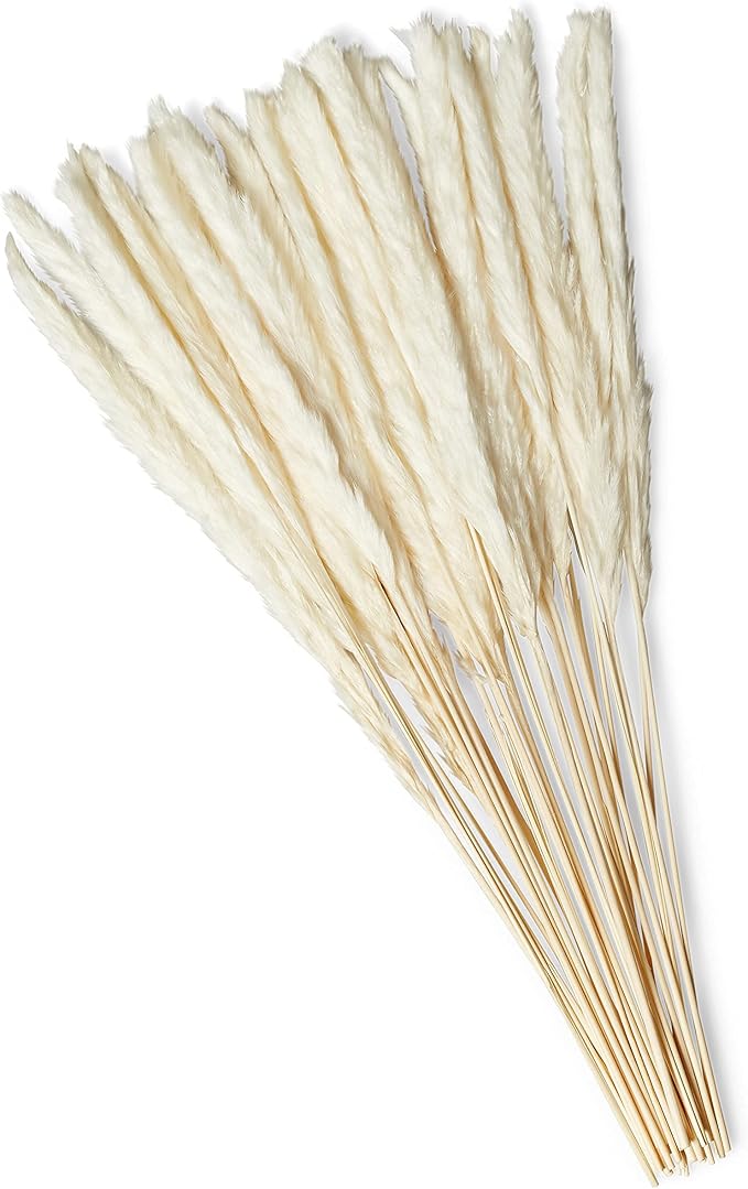 15 Stems White Pampas Grass – 23–24" Natural Dried Reed for Home & Wedding Decor