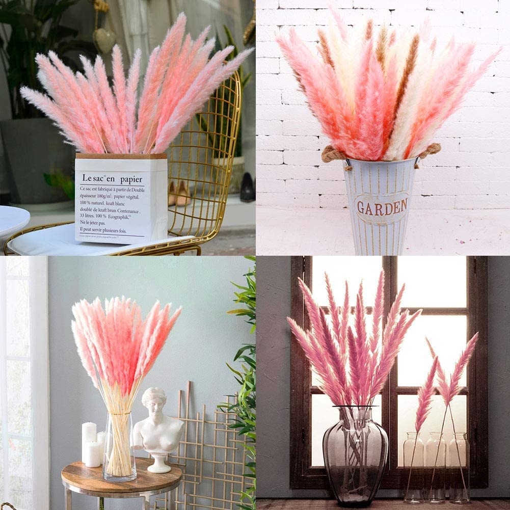 15 stems Pink Pampas Grass 20"-21"