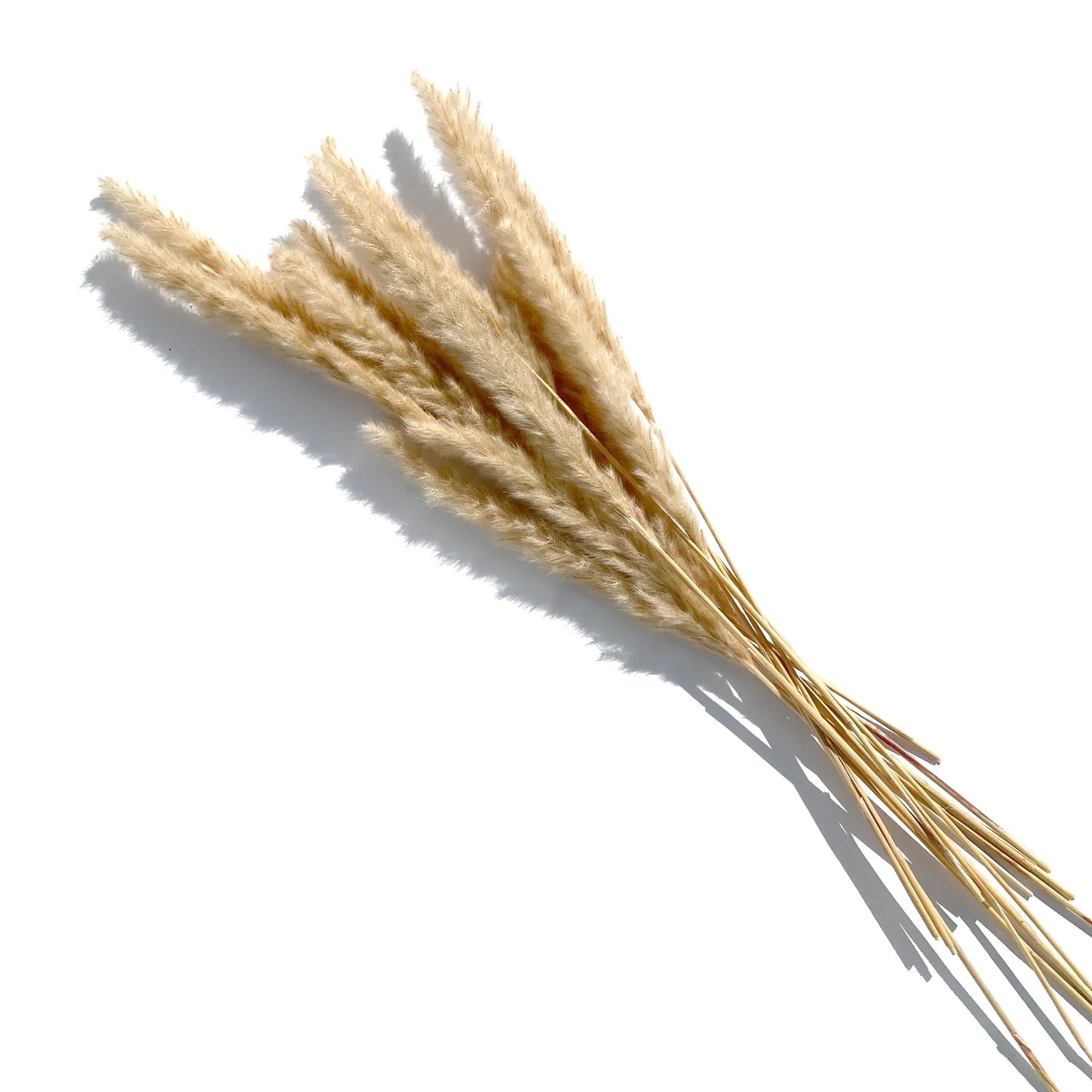 15 Stems Natural WhiteDried Pampas Grass – Fluffy Reed Grass for Home & Wedding Decor
