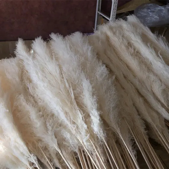 15 Stems Natural WhiteDried Pampas Grass – Fluffy Reed Grass for Home & Wedding Decor