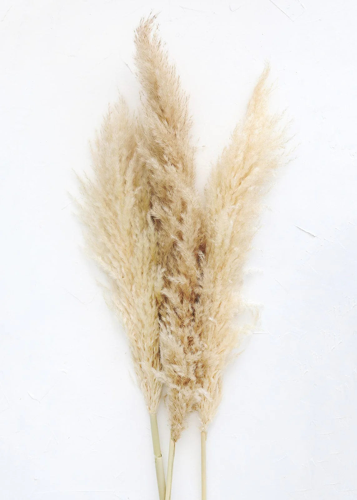 15 Stems Natural WhiteDried Pampas Grass – Fluffy Reed Grass for Home & Wedding Decor