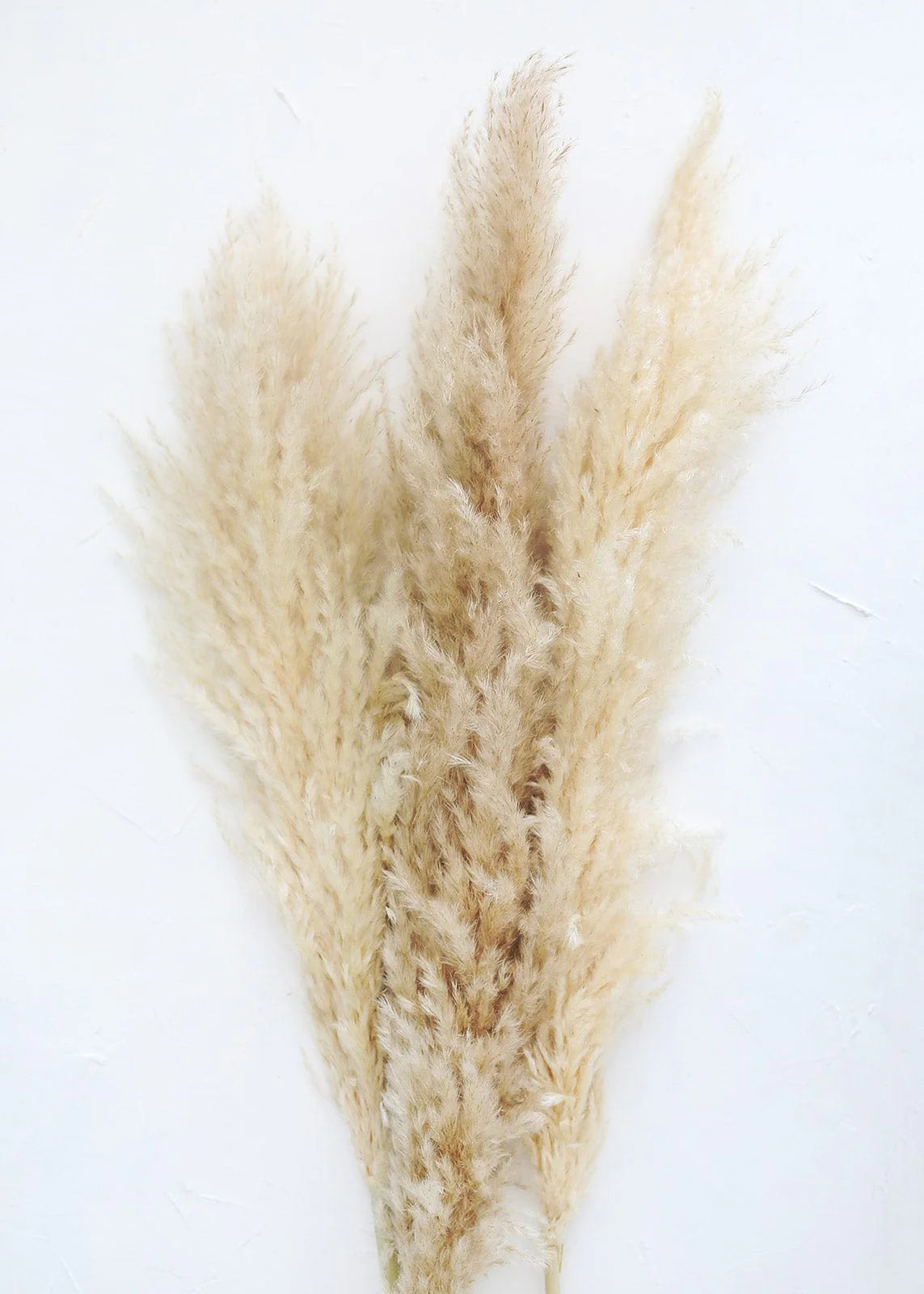 15 Stems Natural WhiteDried Pampas Grass – Fluffy Reed Grass for Home & Wedding Decor